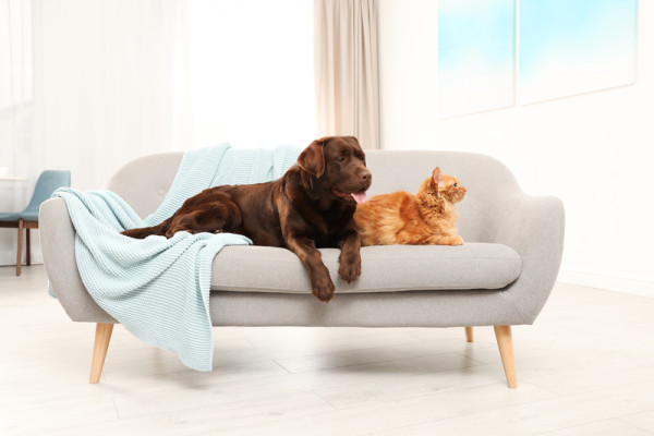 Pes, mačka a sedačka